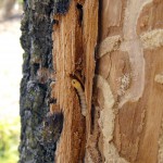 EAB Bark2