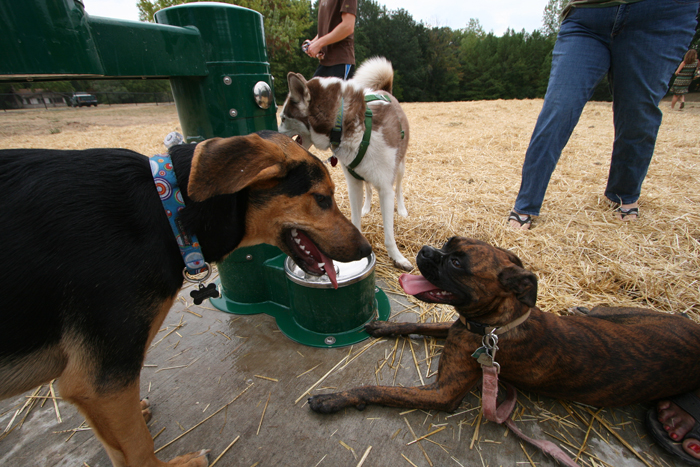 Swope Park Off Leash Dog Park