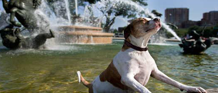dog in fountain