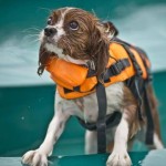 dog swim vest