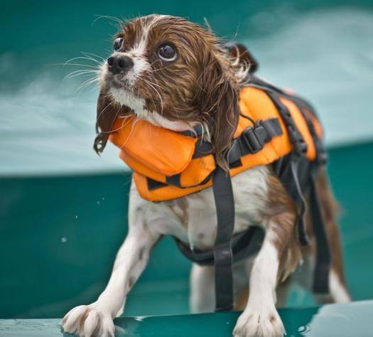 Dippin’ Dogs Swim Parties: September 10 & 11, 2016