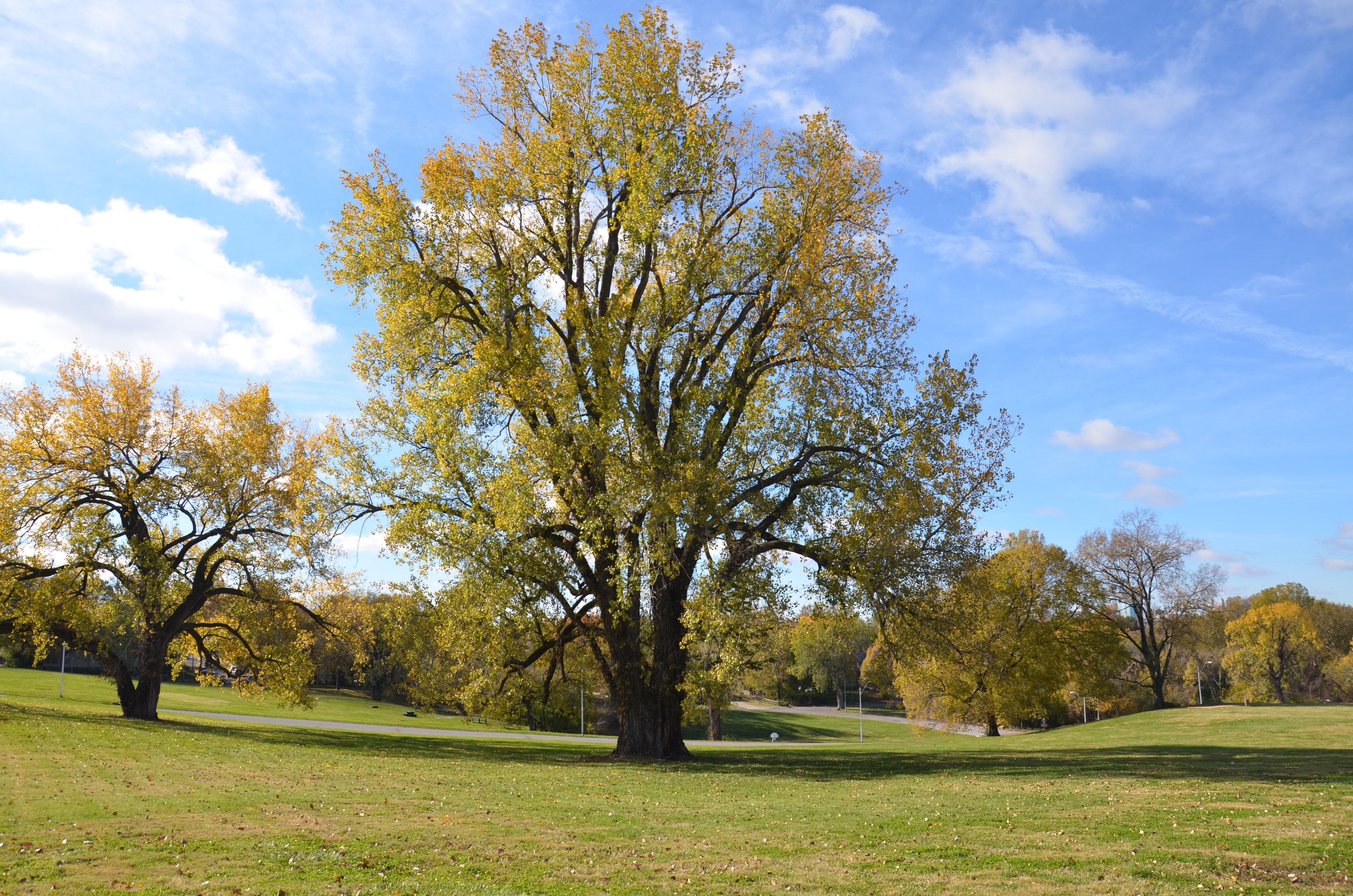 {NEWS} KC Parks Receives TRIM Grant to Develop an Urban Forest Master Plan