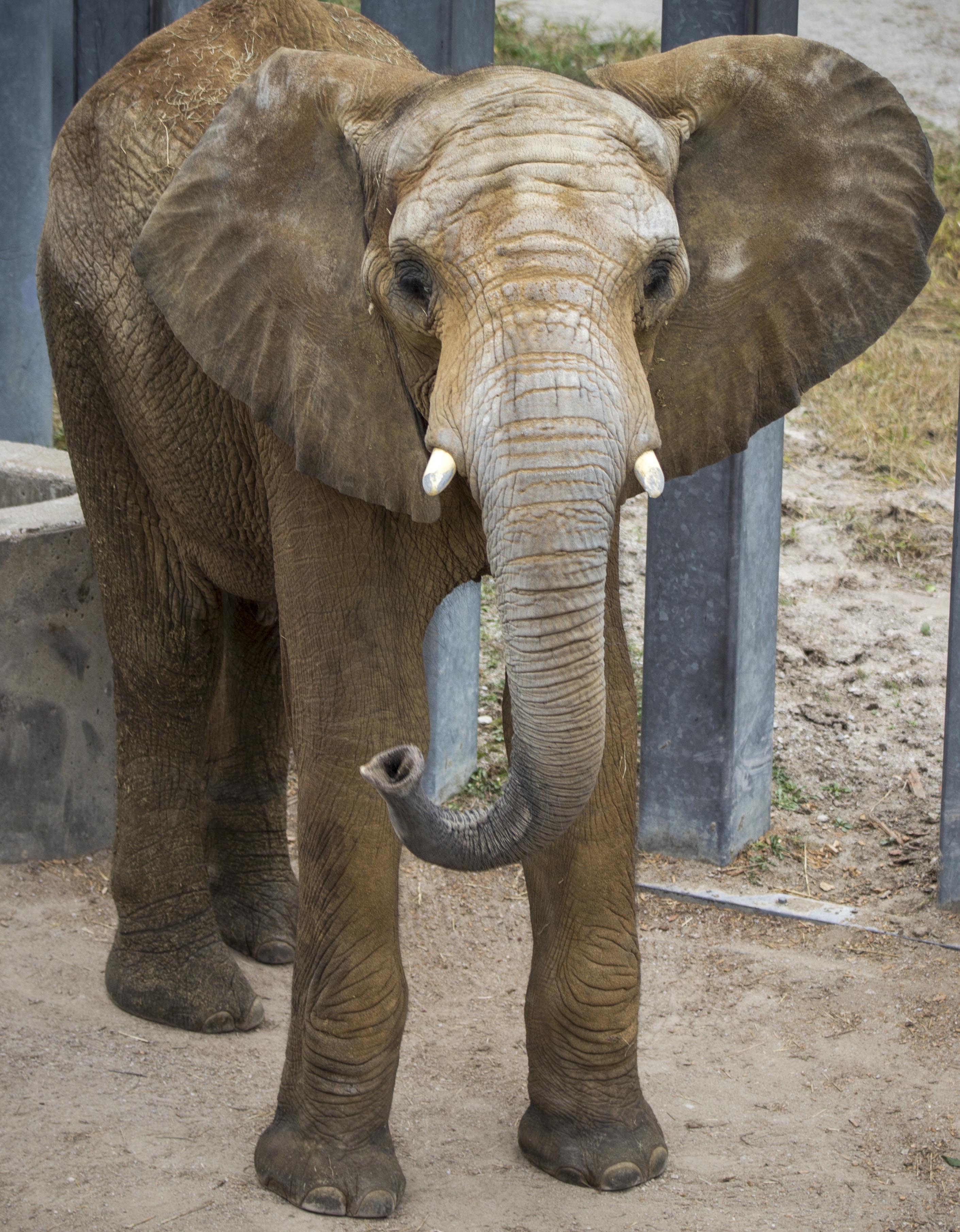 Kansas City Zoo Aquires Male Bull Elephant