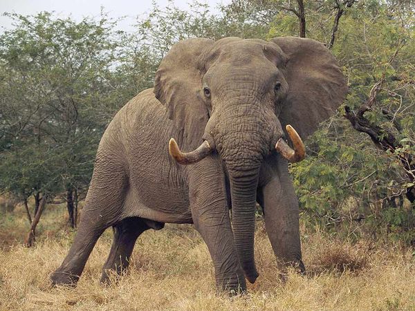 Joining the STAMPede for Elephant Conservation