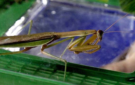 Rally Mantis Jr. Passes Away