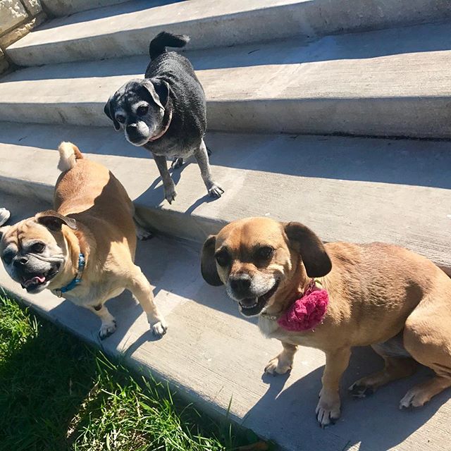 It's a puggle party at West Terrace Dog Park. So fun to meet Lester and Chloe today! #WTDP #KCParks #PuggleInThePark #ThreePugglesInThePark