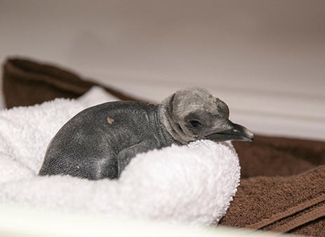 First King Penguin Hatch at KCZoo