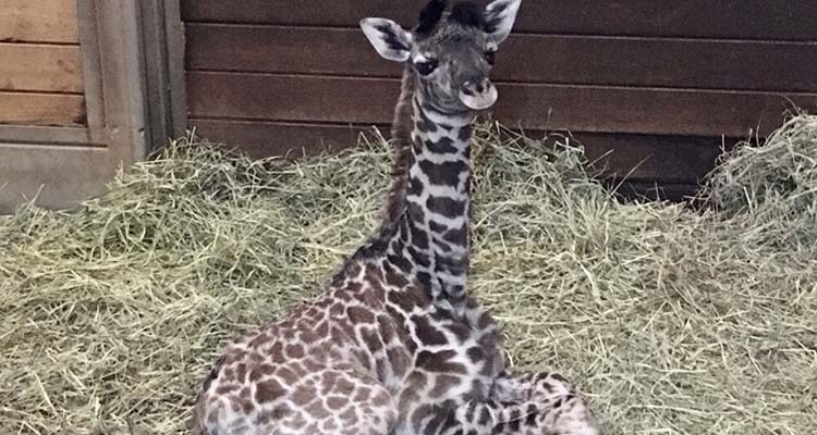 KC Zoo Welcomes Giraffe Calf