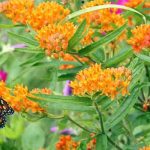 Butterfly on Flowers