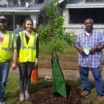 Planting a tree on the street