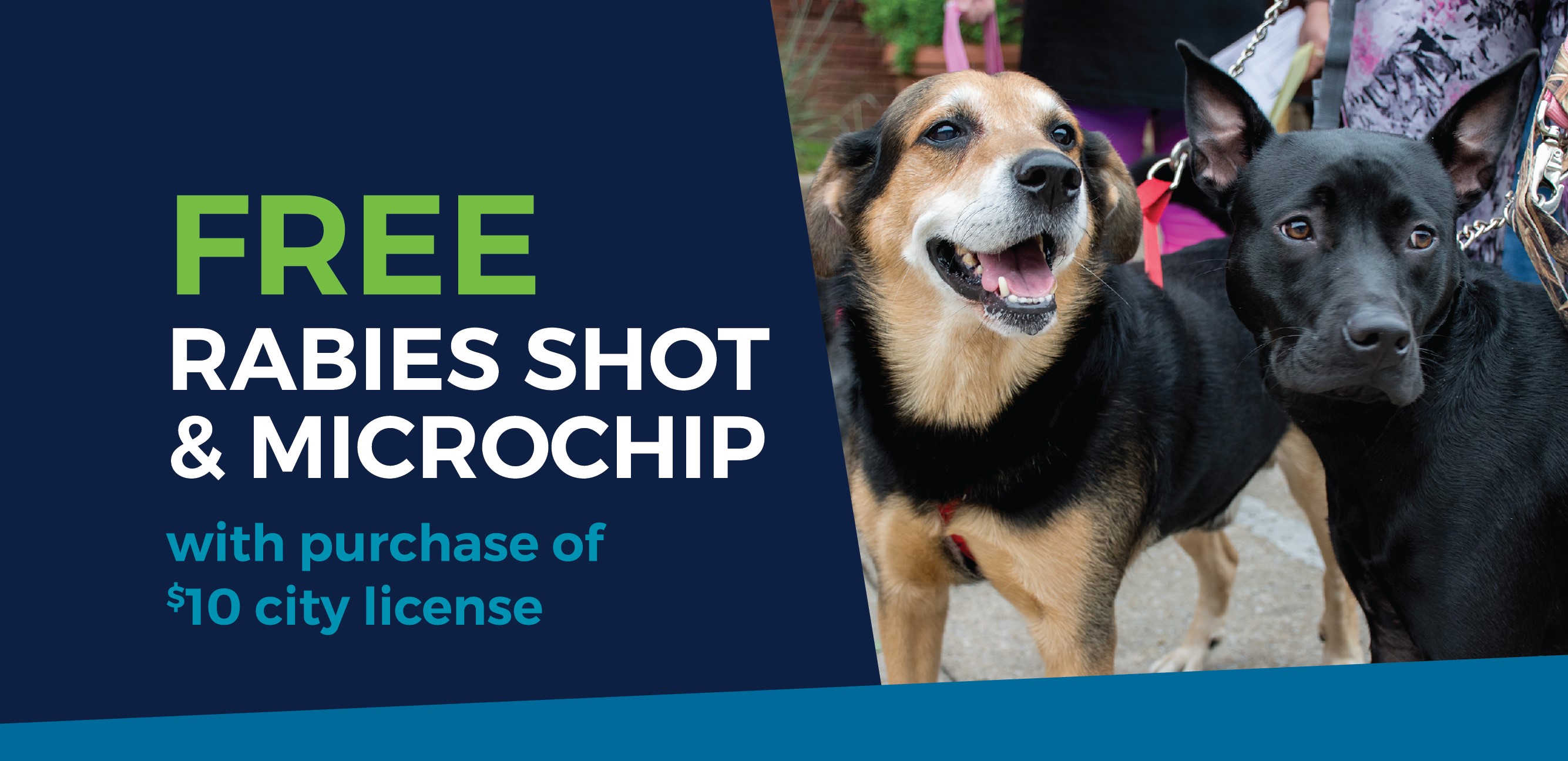 Free Rabies Shot and Micro Chip