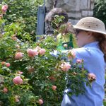 Girl pruning pink rose bush