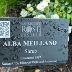 Loose Park Rose Garden Celebrates 90 Years and Launches QR Code Program