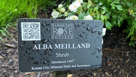 Loose Park Rose Garden Celebrates 90 Years and Launches QR Code Program